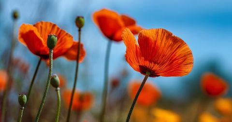 A close-up, shallow depth-of-field shot of several orange poppies against a clear blue sky, one bloom in sharp focus.