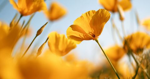 Golden California poppies backlit against a clear blue sky.